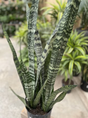 SANSEVIERIA ZEYLANICA 10"