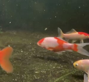SARASSA GOLDFISH 4"