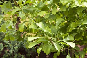 SARATOGA GINKGO 175CM  - image 2