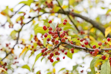 SARGENTII CRABAPPLE 175 CM - image 1