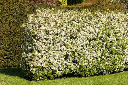 SARGENTII CRABAPPLE 175 CM - image 2