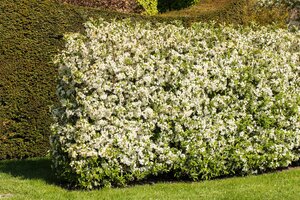 SARGENTII CRABAPPLE 175 CM - image 2