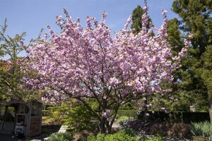 SARGENTII FLOWERING CHERRY COLOUMNAR 225CM  - image 3