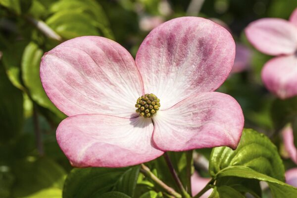 SATOMI FLOWERING DOGWOOD 150 CM - image 3