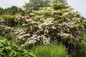 SATOMI FLOWERING DOGWOOD 150 CM - image 4