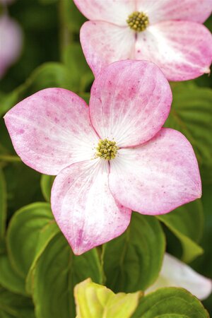 SATOMI FLOWERING DOGWOOD 175CM  - image 1
