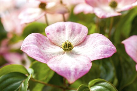 SATOMI FLOWERING DOGWOOD 175CM  - image 2