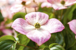 SATOMI FLOWERING DOGWOOD 175CM  - image 2