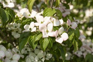 SATOMI FLOWERING DOGWOOD 175CM  - image 5