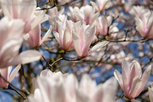 SAUCER MAGNOLIA 30 CM