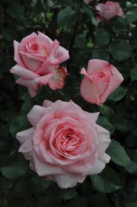 SAVANNAH ROSE PINK 3 MONTH WARRANTY