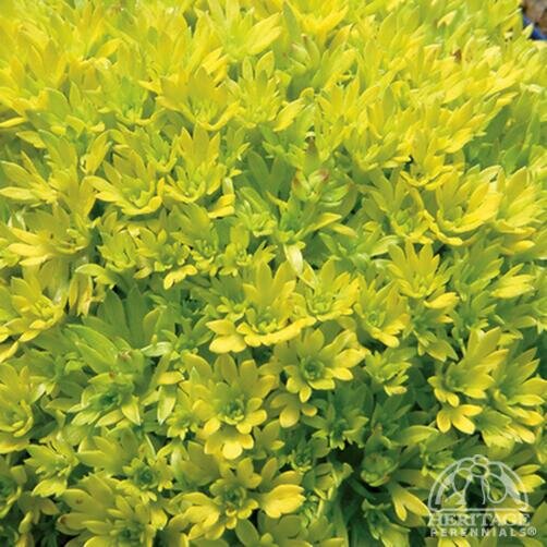 SAXIFRAGE CLOTH OF GOLD 4IN