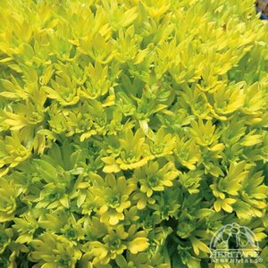 SAXIFRAGE CLOTH OF GOLD 4IN