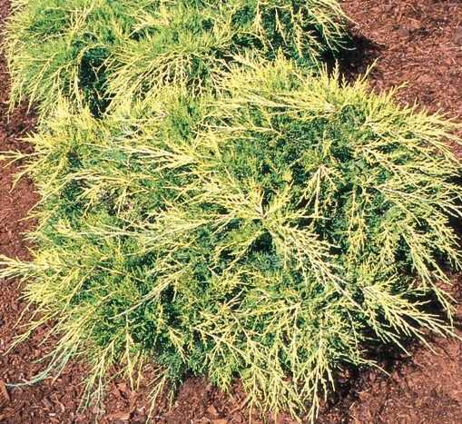 SAYBROOK GOLD JUNIPER 30 CM