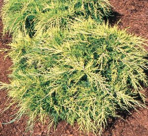 SAYBROOK GOLD JUNIPER 30 CM