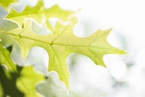 SCARLET OAK 60 MM  - image 2