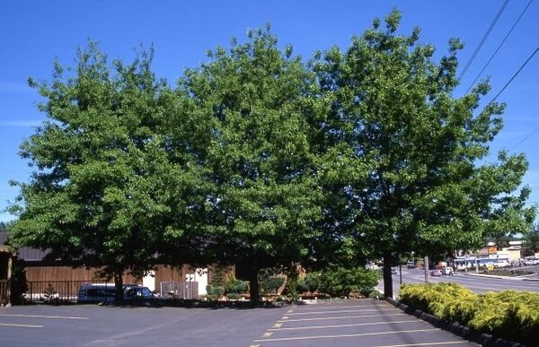 SCARLET OAK 60MM