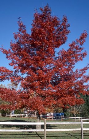 SCARLET OAK 70 MM - image 1