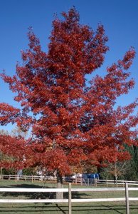 SCARLET OAK 70 MM - image 1