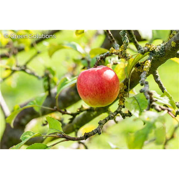 SCARLET SENTINEL APPLE 90CM