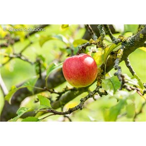 SCARLET SENTINEL APPLE 90CM