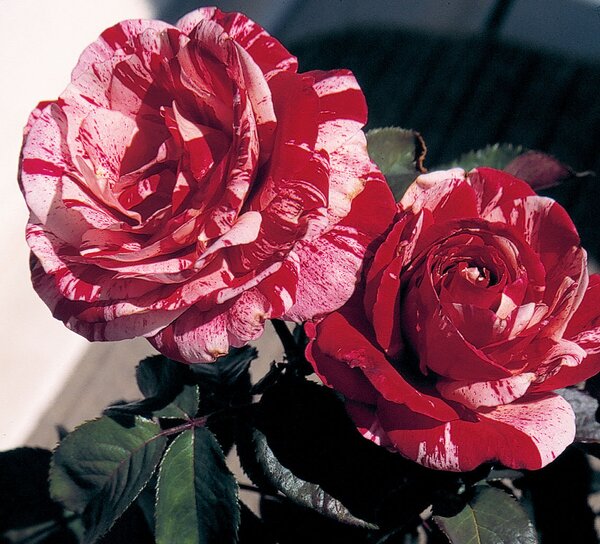 SCENTIMENTAL ROSE FLOR 2G RED/WHI