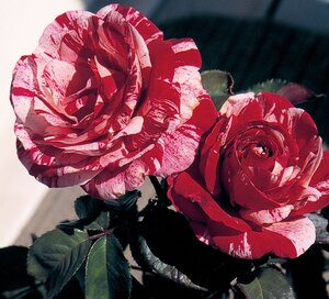 SCENTIMENTAL ROSE FLOR 2G RED/WHI
