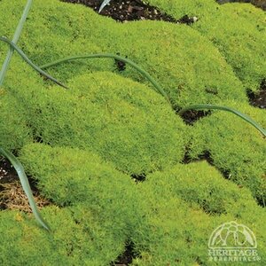 SCOTCH MOSS AUREA 3 INCH