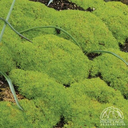 SCOTCH MOSS AUREA 4IN