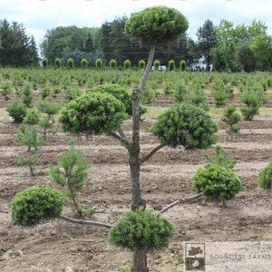 SCOTS PINE POM POM 150 CM