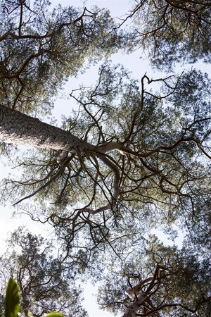 SCOTS PINE POM POM 150CM - image 2