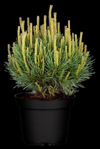 SCOTS PINE POM POM 150CM - image 5