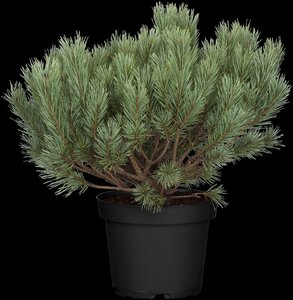 SCOTS PINE POM POM 150CM - image 4