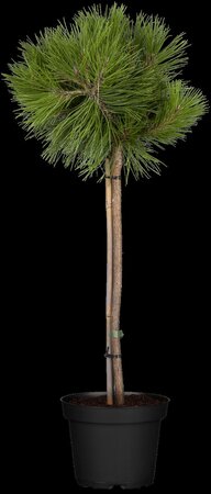 SCOTS PINE POM POM 150CM - image 3