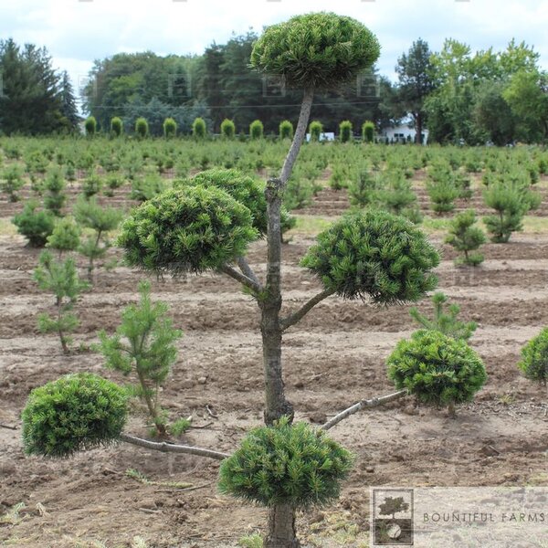 SCOTS PINE POM POM 150CM