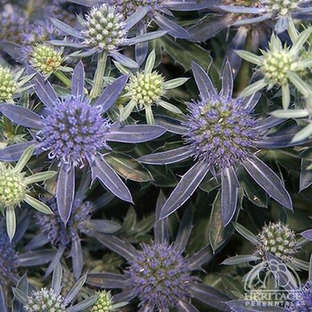 SEA HOLLY BLUE HOBBIT 1G