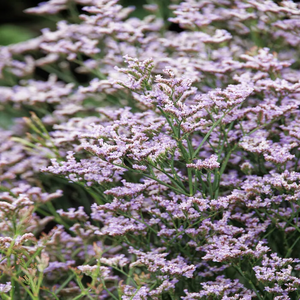 SEA LAVENDER (STATICE) DAZZLE ROCKS 1G