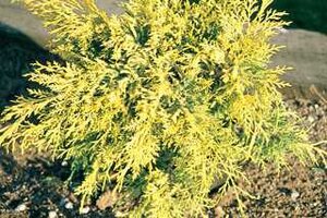 SEA OF GOLD JUNIPER (Spreading) 30CM 3G