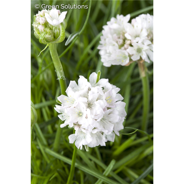 SEA THRIFT ALBA 1G