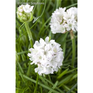 SEA THRIFT ALBA 1G