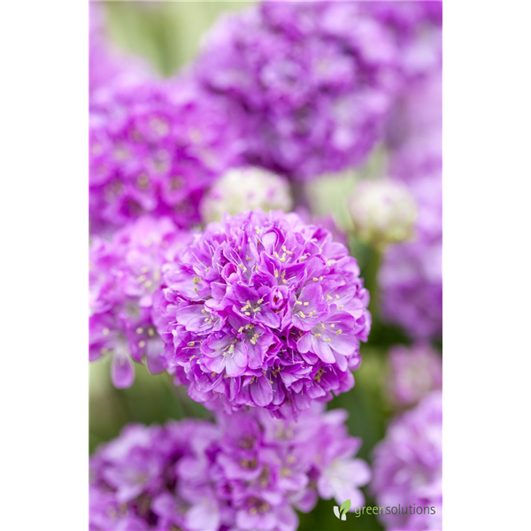 SEA THRIFT BALLERINA LILAC 4IN