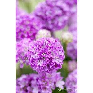 SEA THRIFT BALLERINA LILAC 4IN
