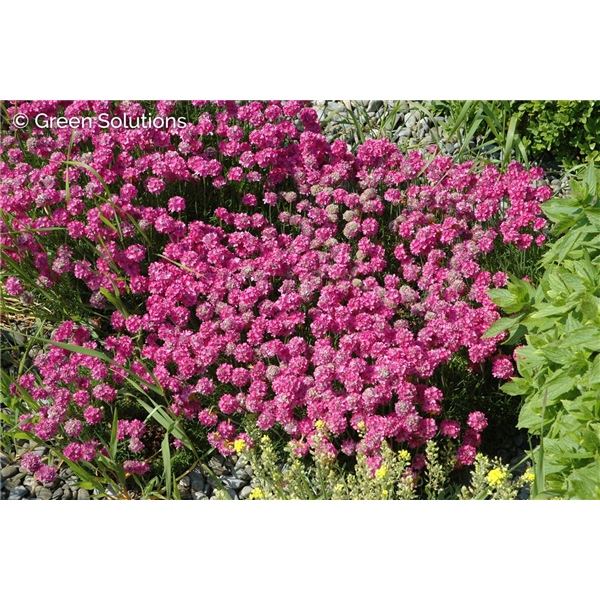 SEA THRIFT DREAMERIA DREAMLAND 1G