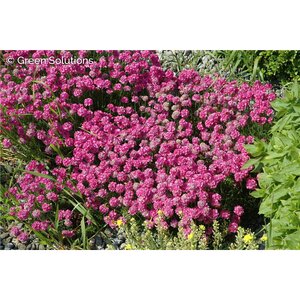 SEA THRIFT DREAMERIA DREAMLAND 1G