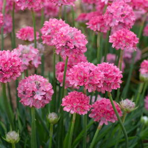 SEA THRIFT DREAMERIA DREAMLAND 4IN