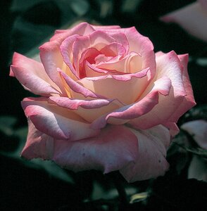 SECRET ROSE 2G-Pink/Yellow-HT