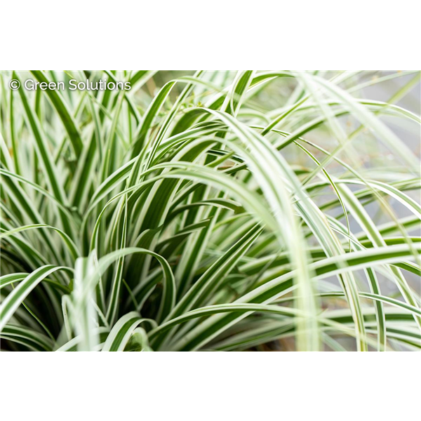 SEDGE EVEREST 1G