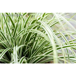 SEDGE EVEREST 1G