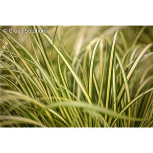 SEDGE EVERGOLD 4IN