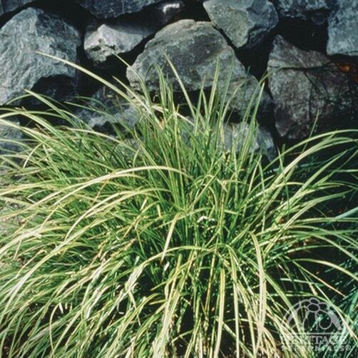SEDGE GOLD FOUNTAINS